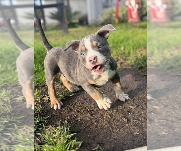 Medium Photo #1 American Bully Puppy For Sale in BAKERSFIELD, CA, USA
