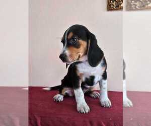 Beagle Puppy for sale in LAKE STATION, IN, USA