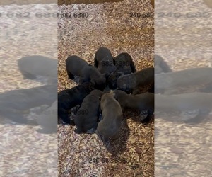 Cane Corso Litter for sale in LA PLATA, MD, USA
