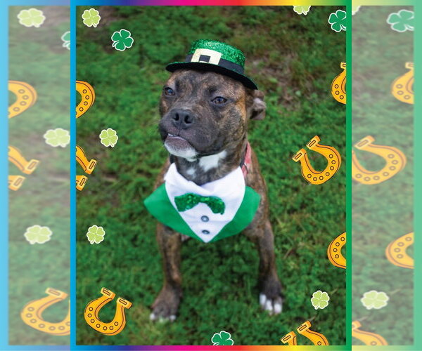 Medium Photo #2 Boxer-Unknown Mix Puppy For Sale in Canton, CT, USA