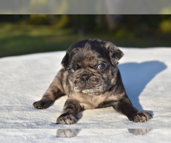 Medium Photo #1 Pug Puppy For Sale in PALM COAST, FL, USA