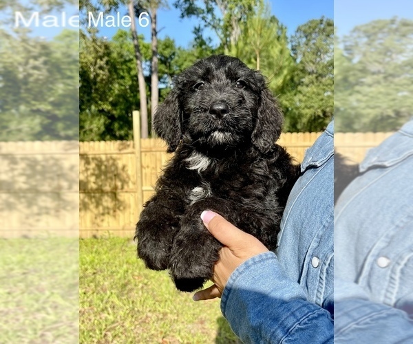 Medium Photo #11 Goldendoodle Puppy For Sale in OCALA, FL, USA