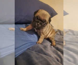 Pug Puppy for sale in OMAHA, NE, USA