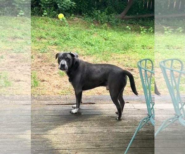 Medium Photo #24 American Staffordshire Terrier-Labrador Retriever Mix Puppy For Sale in Holly Springs, NC, USA