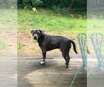 Small #23 American Staffordshire Terrier-Labrador Retriever Mix