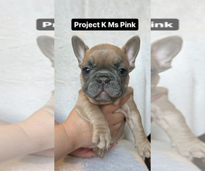 French Bulldog Puppy for Sale in WEST BEND, Wisconsin USA