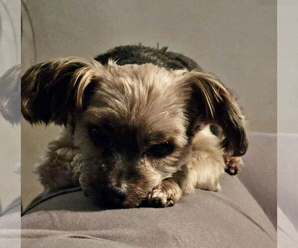 Medium Photo #8 Mutt Puppy For Sale in Mount Laurel, NJ, USA