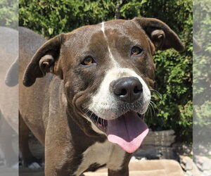 American Staffordshire Terrier Dogs for adoption in Albuquerque, NM, USA
