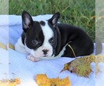 Small Photo #6 Faux Frenchbo Bulldog Puppy For Sale in EAST EARL, PA, USA
