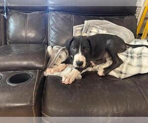 Great Dane Puppy for Sale in LAS CRUCES, New Mexico USA