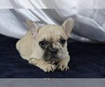 Small Photo #2 French Bulldog Puppy For Sale in GLENCOE, IL, USA