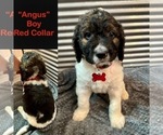 Puppy Angus Saint Berdoodle