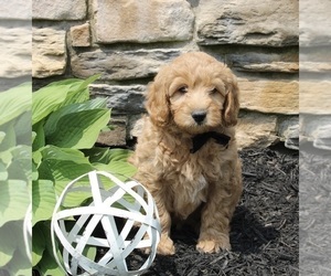 Goldendoodle (Miniature) Puppy for sale in SUGARCREEK, OH, USA