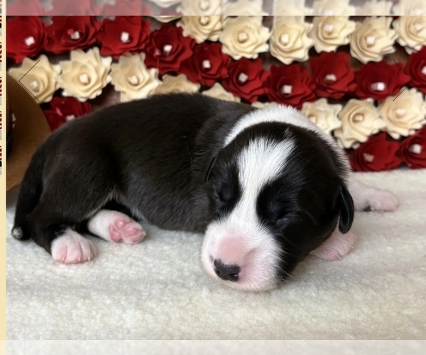 Medium Photo #11 Cardigan Welsh Corgi Puppy For Sale in KEMPNER, TX, USA
