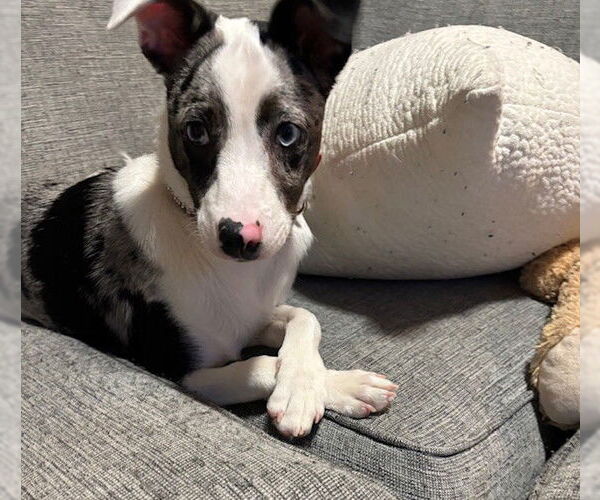 Medium Photo #1 Rat Terrier-Unknown Mix Puppy For Sale in Fort Wayne, IN, USA