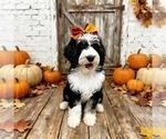Small Bernedoodle