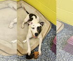 Small #1 American Pit Bull Terrier Mix
