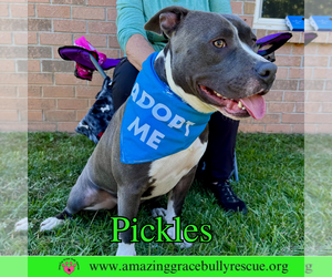 Pickles - Male American Bulldog-Unknown Mix Dog for Adoption - Photo #6
