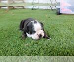 Small #1 English Bulldog