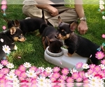 Small Photo #23 Pembroke Welsh Corgi-Scottish Terrier Mix Puppy For Sale in GREELEY, CO, USA