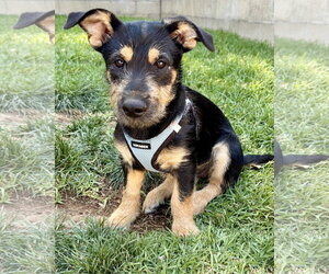 Wrynn - Female Mutt Dog for Adoption - Photo #17