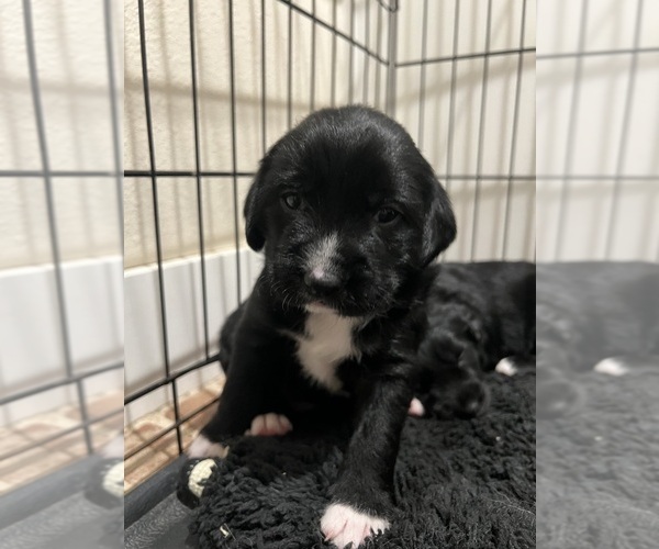 Medium Photo #7 Border Collie-Border Terrier Mix Puppy For Sale in LINCOLN, TX, USA