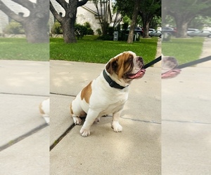 Father of the Olde English Bulldogge puppies born on 06/21/2025