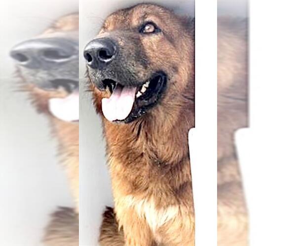 Medium Photo #1 German Shepherd Dog Puppy For Sale in Houston, TX, USA