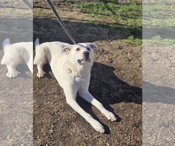 Medium Photo #3 Mutt Puppy For Sale in Crandall, GA, USA