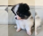 Small #1 Pomeranian