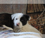 Puppy 5 Australian Cattle Dog-Border Collie Mix