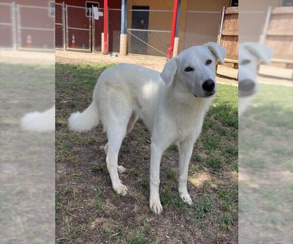 Medium Photo #1 Great Pyrenees-Unknown Mix Puppy For Sale in Plano, TX, USA