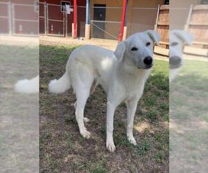 Great Pyrenees-Unknown Mix Dogs for adoption in Plano, TX, USA