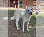 Small Great Pyrenees Mix