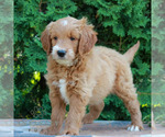 Small #3 Goldendoodle