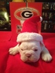 Small Photo #1 English Bulldogge Puppy For Sale in MOUNT AIRY, NC, USA