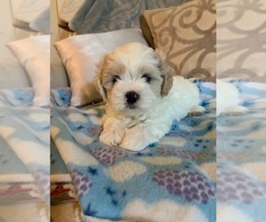 Maltipoo-Shih Tzu Mix Puppy for Sale in BEDFORD, New Hampshire USA