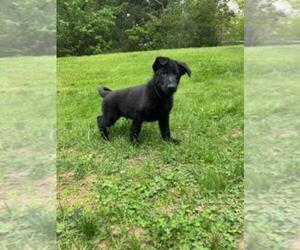 German Shepherd Dog Puppy for sale in FRANKLIN, MA, USA