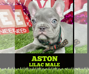 French Bulldog Puppy for sale in ORLANDO, FL, USA