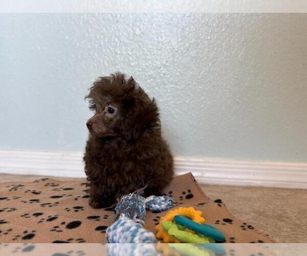 Medium Photo #3 Poodle (Toy) Puppy For Sale in TUCSON, AZ, USA