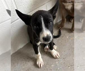 Mutt Dogs for adoption in Houston, TX, USA