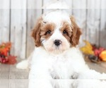 Small Photo #2 Cavapoo Puppy For Sale in MOUNT VERNON, OH, USA