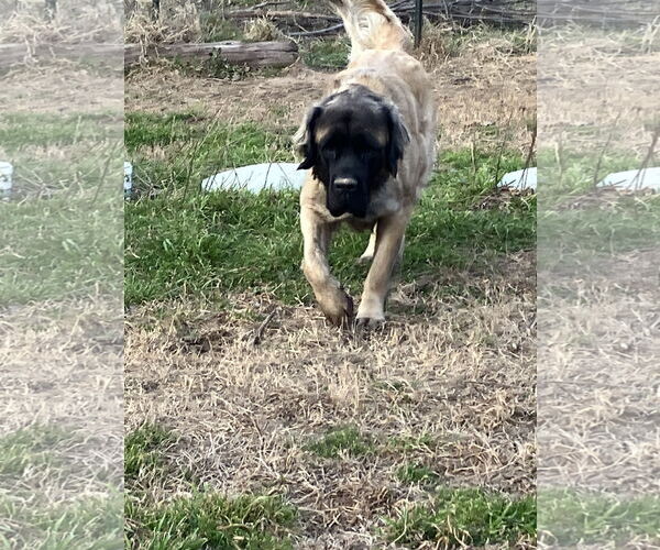 Medium Photo #4 Mastiff Puppy For Sale in Edmond, OK, USA