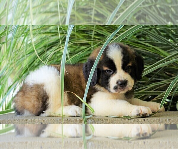 Medium Photo #1 Saint Bernard Puppy For Sale in FREDERICKSBG, OH, USA