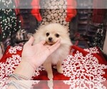 Small Photo #1 Pomeranian Puppy For Sale in LAS VEGAS, NV, USA