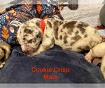 Puppy Cookie Crisps Great Dane