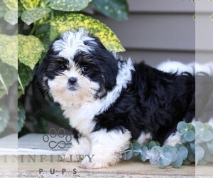 Shih Tzu Puppy for sale in ELIZABETHTOWN, PA, USA