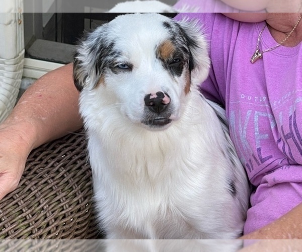 Medium Photo #1 Miniature Australian Shepherd Puppy For Sale in BELLVIEW, FL, USA