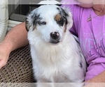 Small Photo #1 Miniature Australian Shepherd Puppy For Sale in BELLVIEW, FL, USA