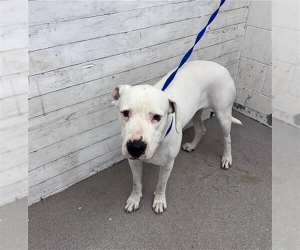 Medium Photo #1 Mutt Puppy For Sale in San Bernardino, CA, USA